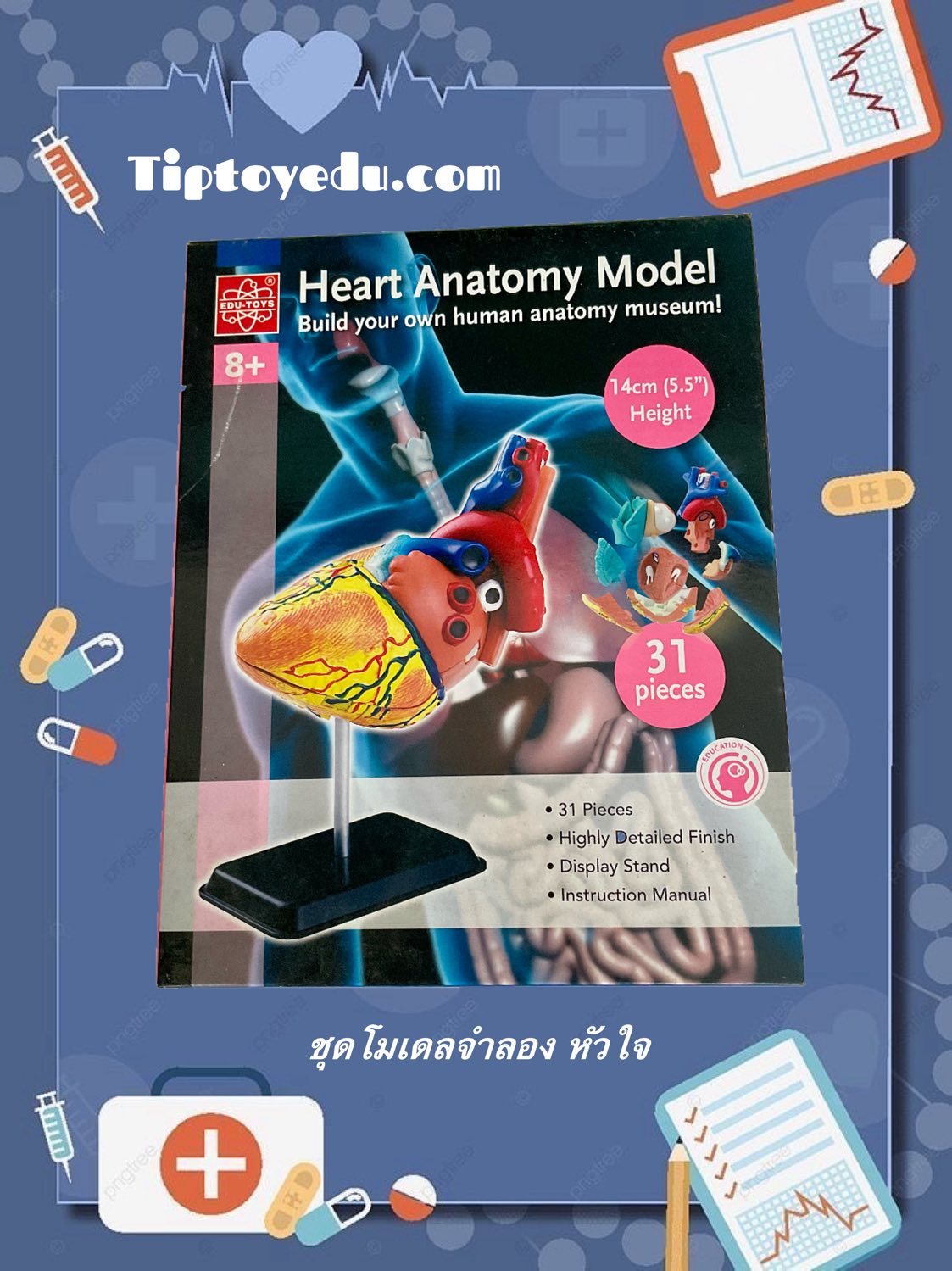 ชุดหัวใจจำลอง Heart Model