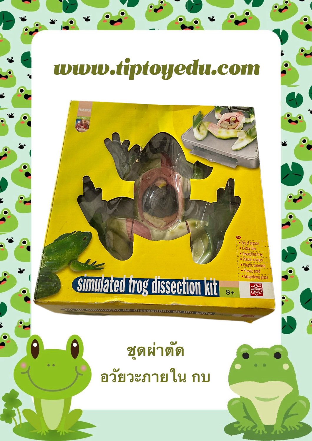 ชุดผ่าตัด อวัยวะภายใน กบ