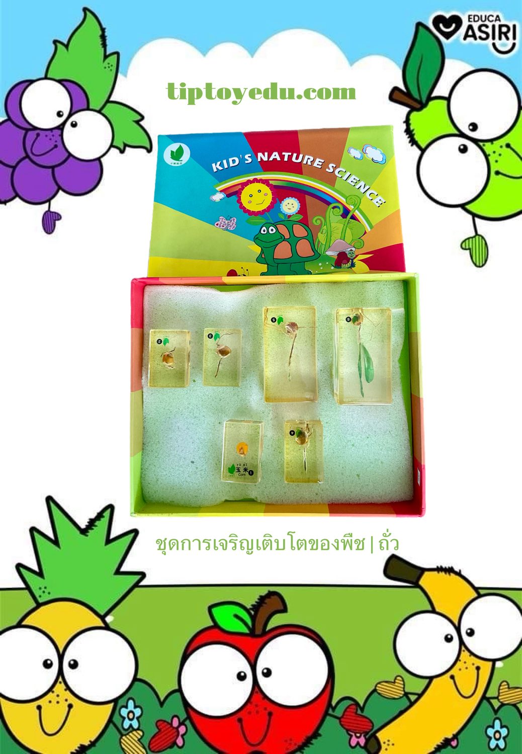 ชุดการเติบโตของพืช ถั่ว