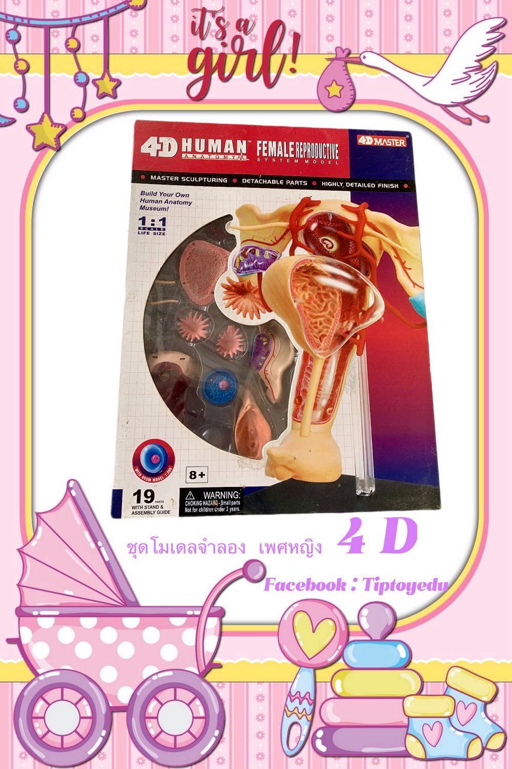 ชุดโมเดลจำลอง เพศหญิง 4D